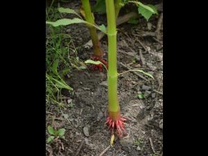 Impatiente glanduleuse (Impatiens glandulifera)_18