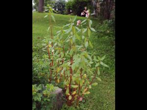 Impatiente glanduleuse (Impatiens glandulifera)_36