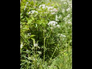 Anthrisque des bois(Anthriscus sylvestris)_2