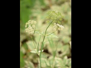 Égopode podagraire(Aegopodium podagraria)_3