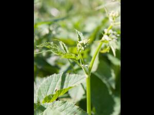 Égopode podagraire(Aegopodium podagraria)_7