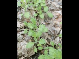 Seneçon visqueux (Senecio viscosus)_3