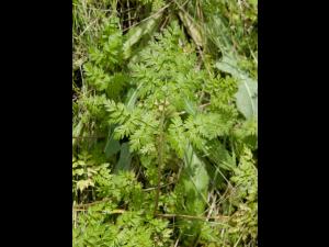 Anthrisque des bois(Anthriscus sylvestris)_12