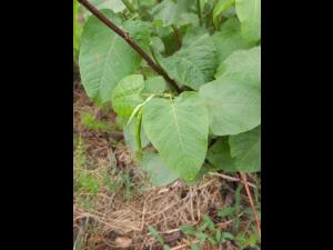 Renouée Sakhaline (Reynoutria sachalinensis)_18