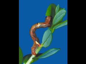 Arpenteuse bossue de la pruche (Ectropis crepuscularia)