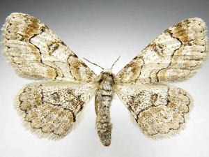 Arpenteuse à taches (Iridopsis ephyraria)