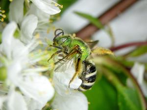 Halictidés (Halictidae)