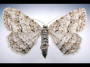 Arpenteuse bossue de la pruche (Ectropis crepuscularia)