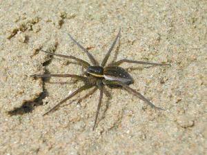 Pisauridés (Pisauridae)