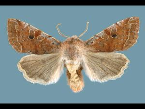 Orthosie verte (Orthosia hibisci)_1