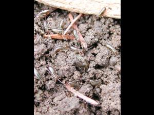 Perce-oreille européen (Forficula auricularia)_2