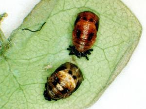 Coccinelle à 14 points (Propylea quatuordecimpunctata)