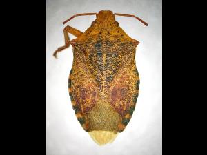 Apateticus bracteatus_1