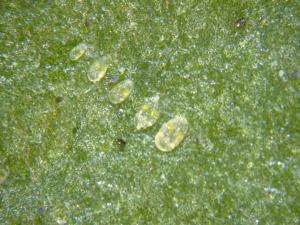 Aleurode serres (Trialeurodes vaporariorum)_2