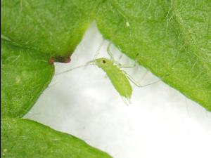 Amphorophora agathonica_1