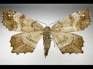 Arpenteuse losange (Hypagyrtis unipunctata)_3