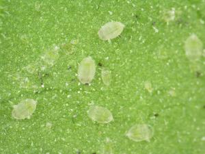 Aleurode serres (Trialeurodes vaporariorum)_6