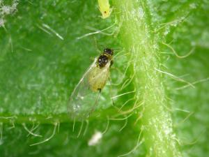 Puceron du soya (Aphis glycines)_1