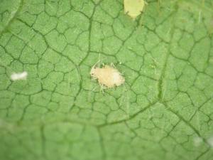 Puceron du soya (Aphis glycines)_4