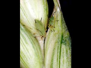 Puceron des céréales (Sitobion avenae)_3