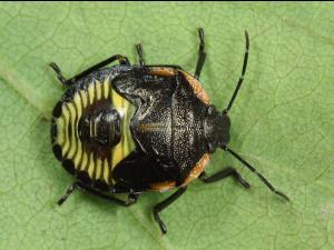 Punaise verte (Chinavia hilaris)_2