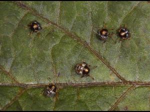 Punaise verte (Chinavia hilaris)_3