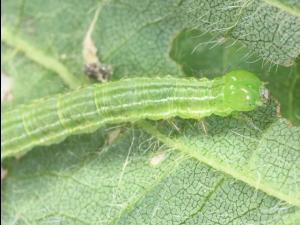 Noctuelle des légumineuses (Hypena scabra)_6