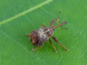 Charançon de la pomme (Anthonomus quadrigibbus)_1
