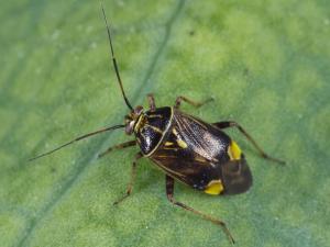 Punaise terne (Lygus lineolaris)_5