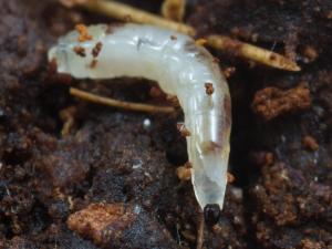 Sciaridés (Sciaridae)