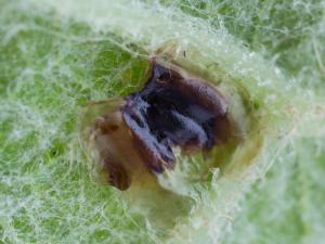 Casside verte (Cassida rubiginosa)_1