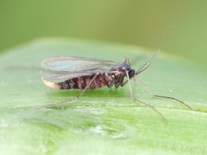 Mouche de Hesse (Mayetiola destructor)_6