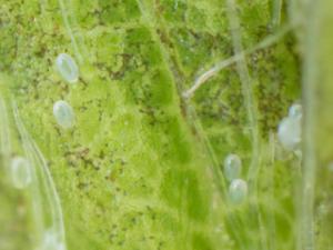 Tarsonème du fraisier (Phytonemus pallidus)_6