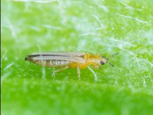 Thrips des petits fruits (Frankliniella occidentalis)_4