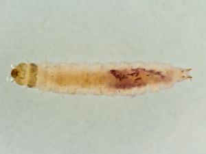 Stelidota geminata (Stelidota geminata)_3