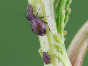 Puceron du cerisier (Myzus cerasi)_2