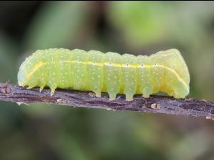 Noctuelle cuivrée (Amphipyra pyramidoides)_6