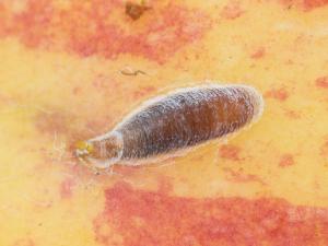 Cochenille virgule du pommier (Lepidosaphes ulmi)_1