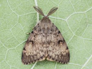 Spongieuse (Lymantria dispar)_9