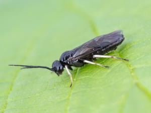 Priophorus brullei_9