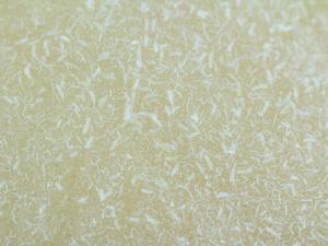 Phytopte de la tulipe (Aceria tulipae)_1