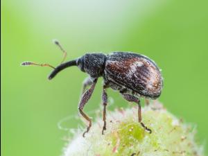 Anthonome fleur du fraisier (Anthonomus signatus)_7