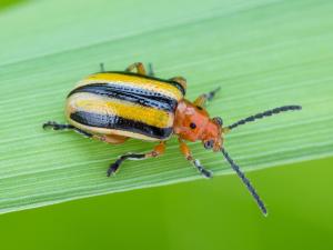 Chrysomèele trirayée de la pomme de terre (Lema daturaphila)_2