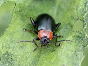 Altise épinard (Disonycha xanthomelas)_3