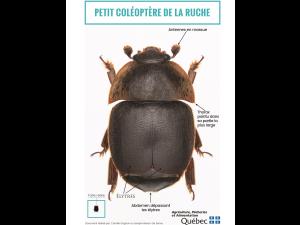 Petit coléoptère de la ruche (Aethina tumida)