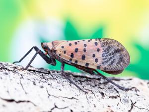 Fulgore  tacheté (Lycorma delicatula)_1