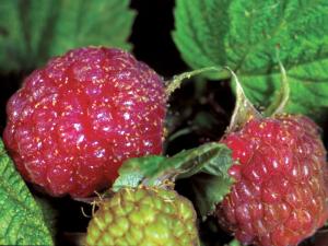 Tétranyque de McDaniel (Tetranychus mcdanieli)