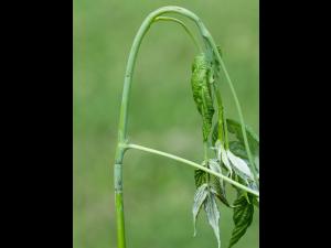 Framboise - Anneleur du framboisier (Oberea affinis)_2