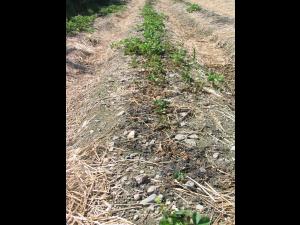 Fraise - Charançon noir de la vigne (Otiorhynchus sulcatus)_5