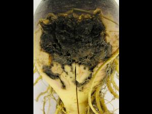 Rutabaga - Mouche des semis (Delia platura)_3